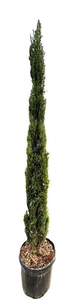 cupressus
