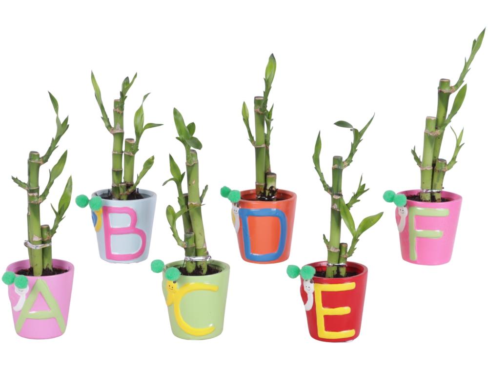 lucky bamboo