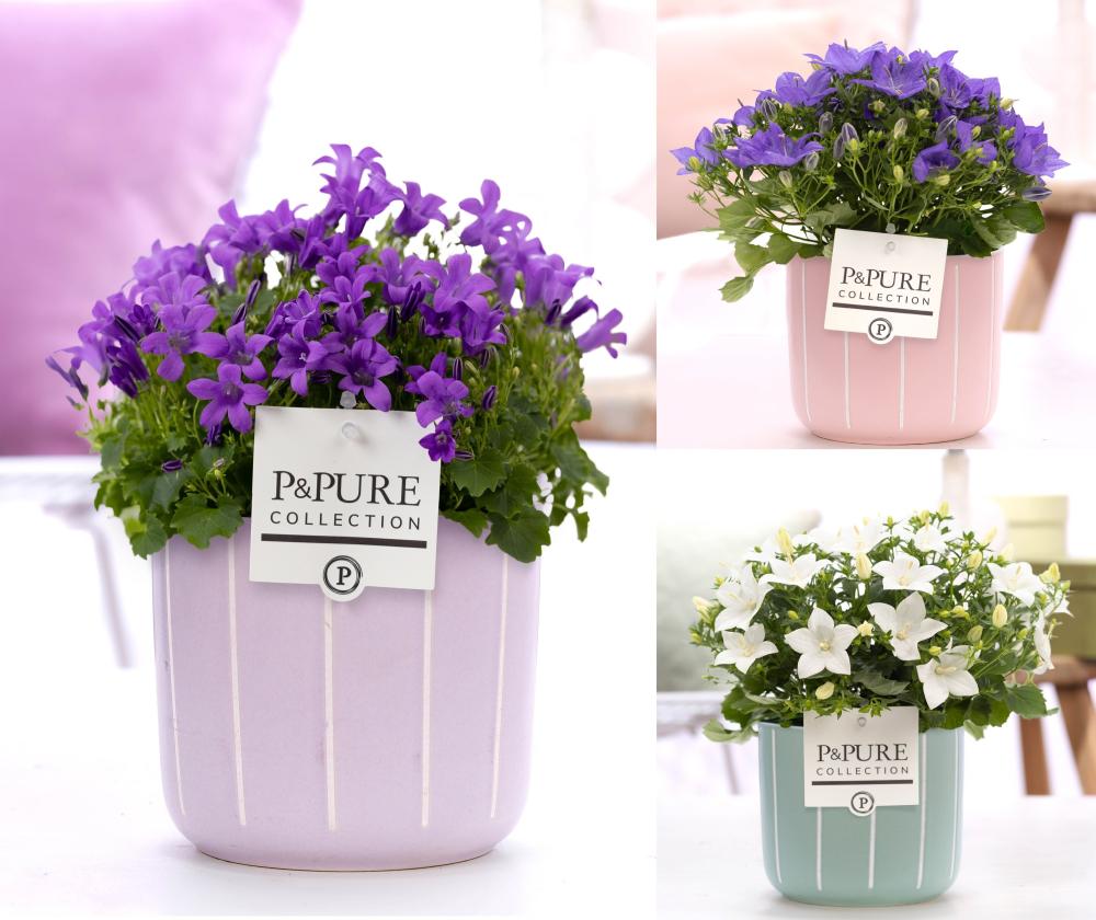 campanula