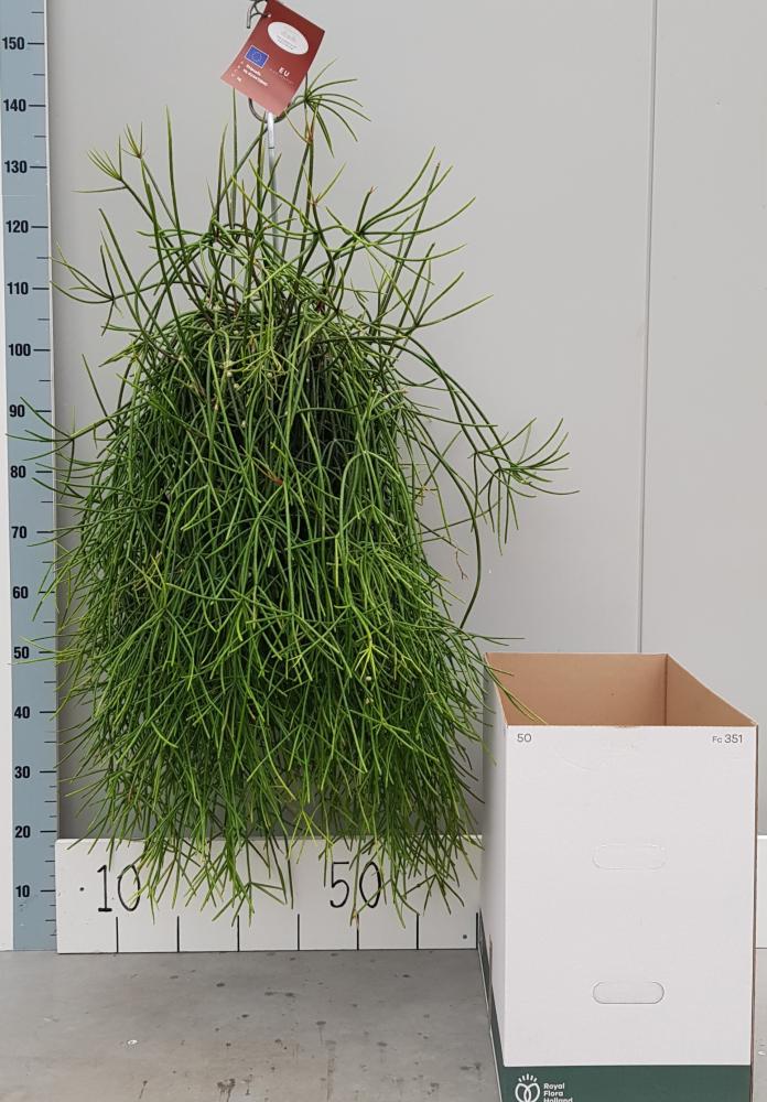 Rhipsalis