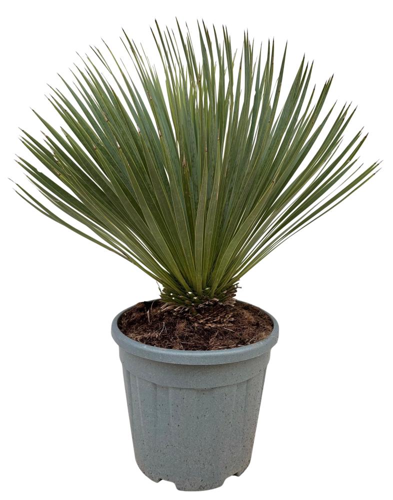 yucca