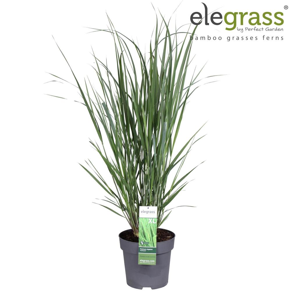 panicum