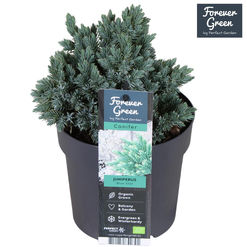 juniperus
