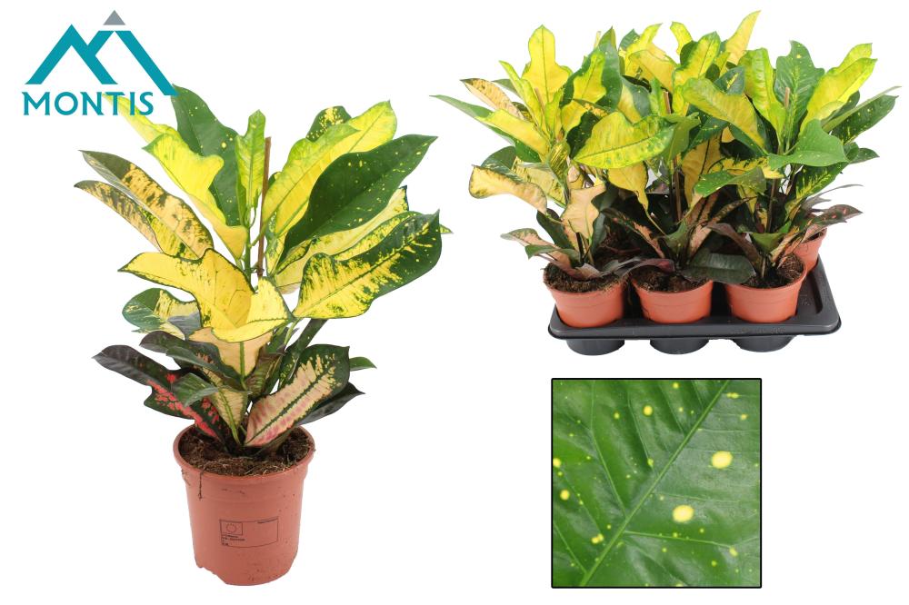 Croton
