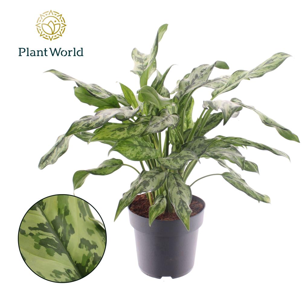 Aglaonema