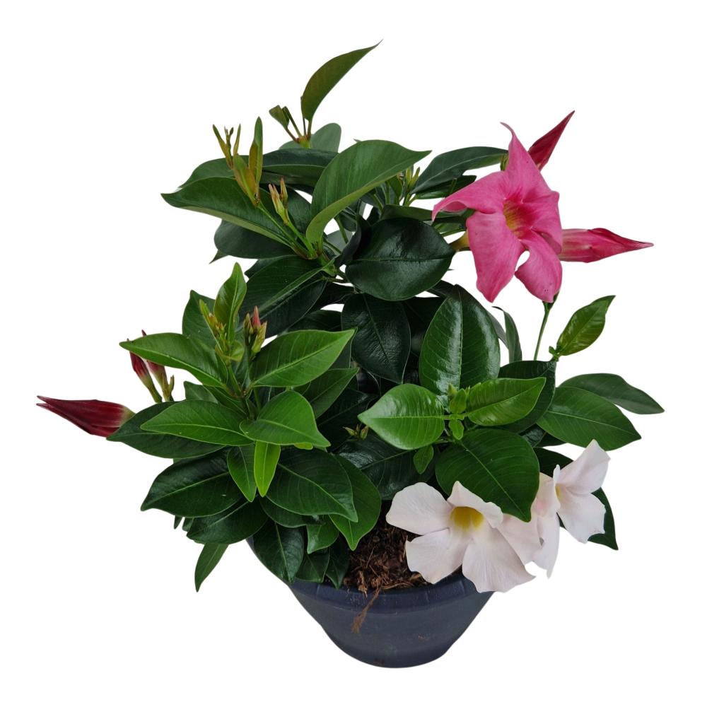Mandevilla-dipladenia