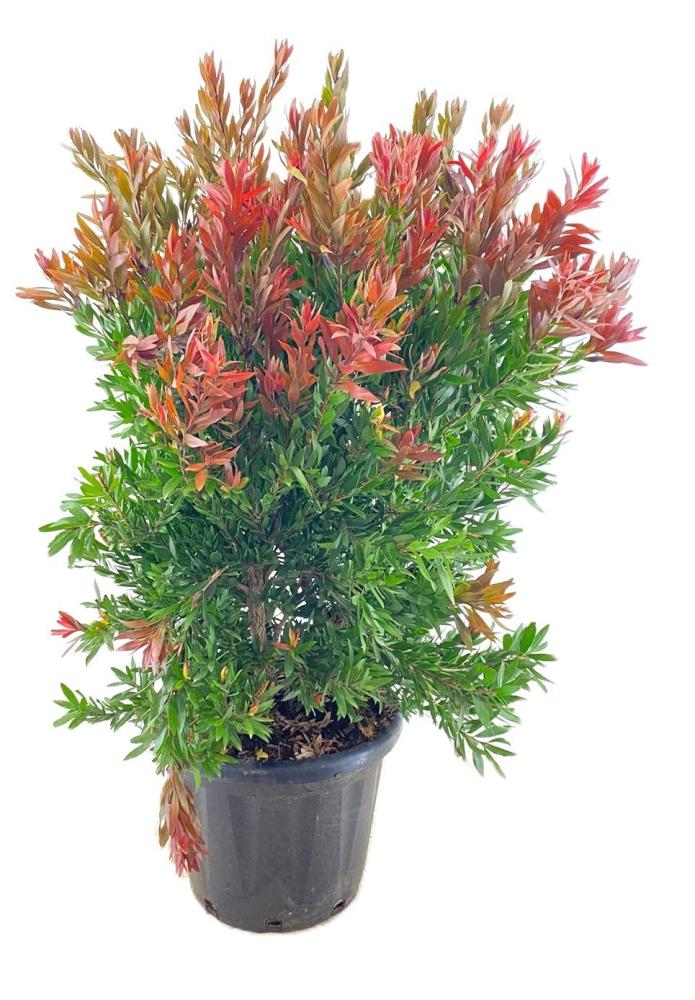 callistemon
