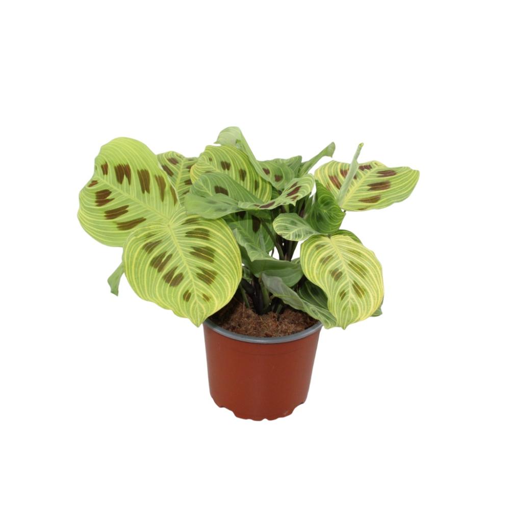 Maranta