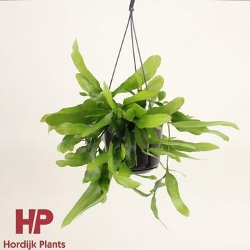 Epiphyllum