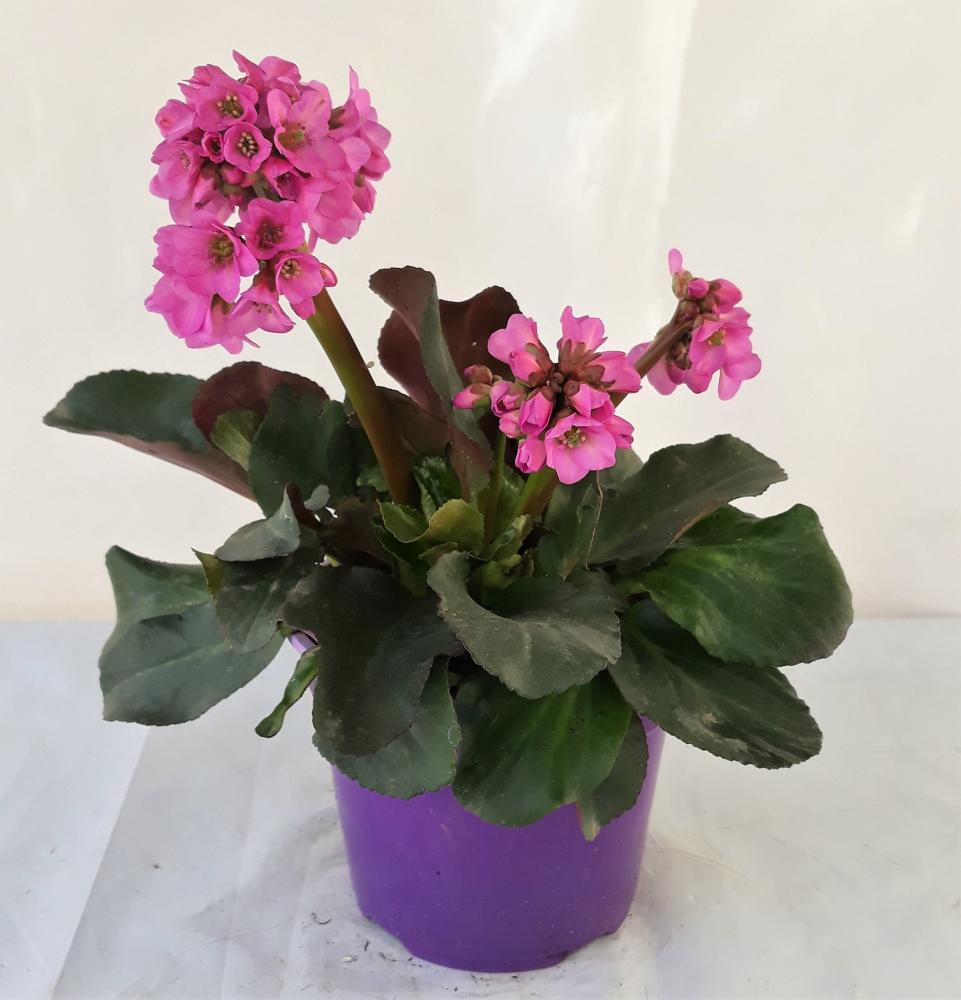 Bergenia