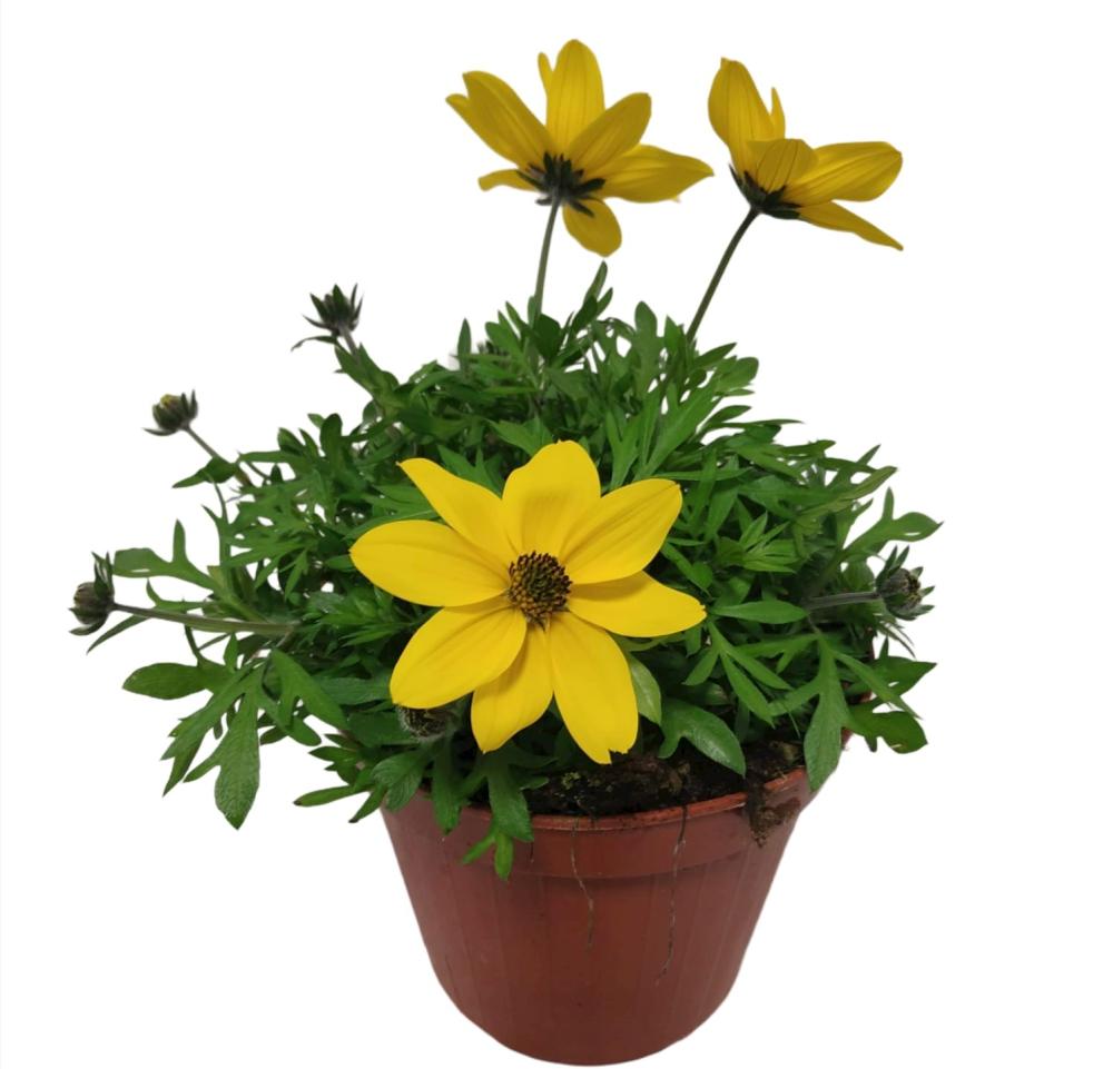 Bidens
