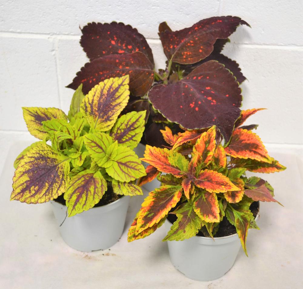 Coleus