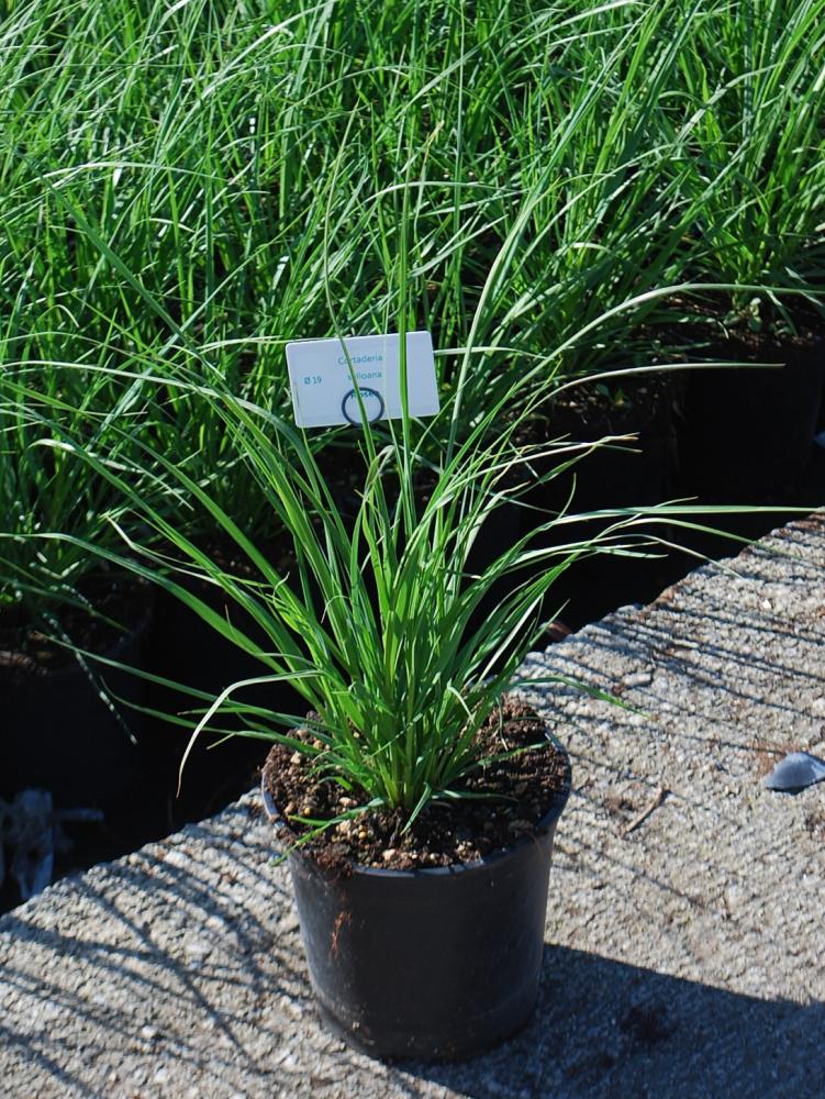 Cortaderia selloana