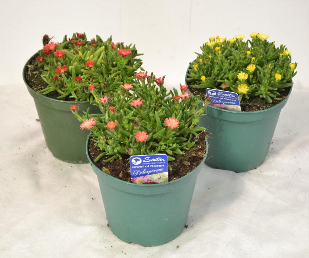 Delosperma jewels