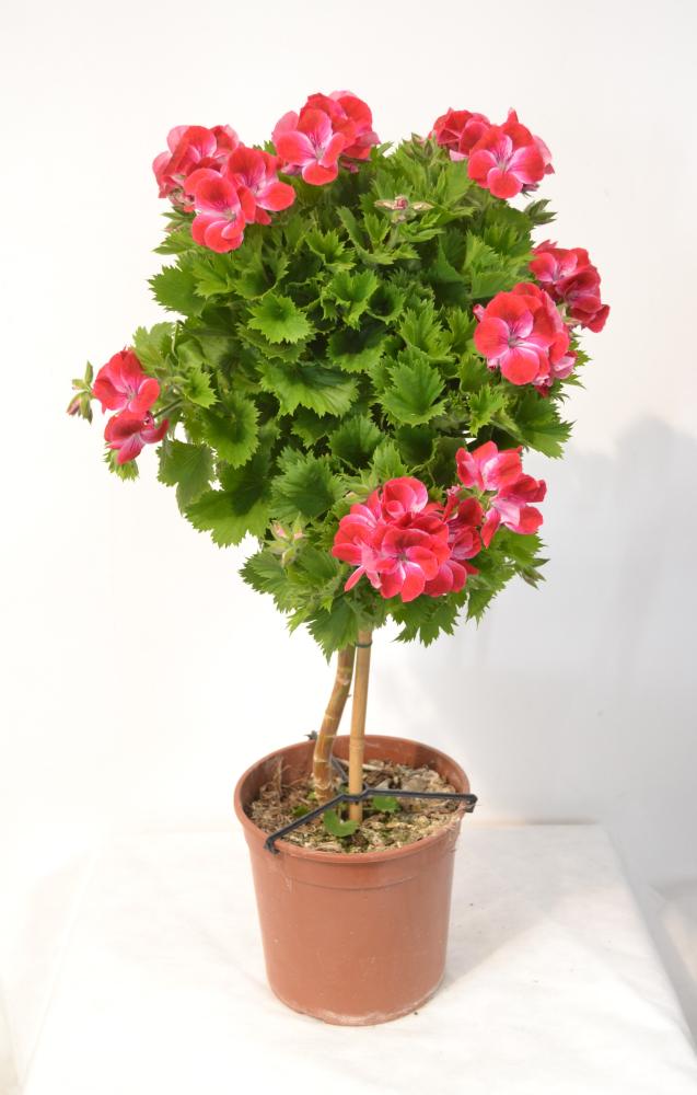 Geranium grandes fleurs tige