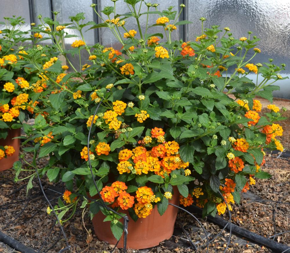 Lantana camara