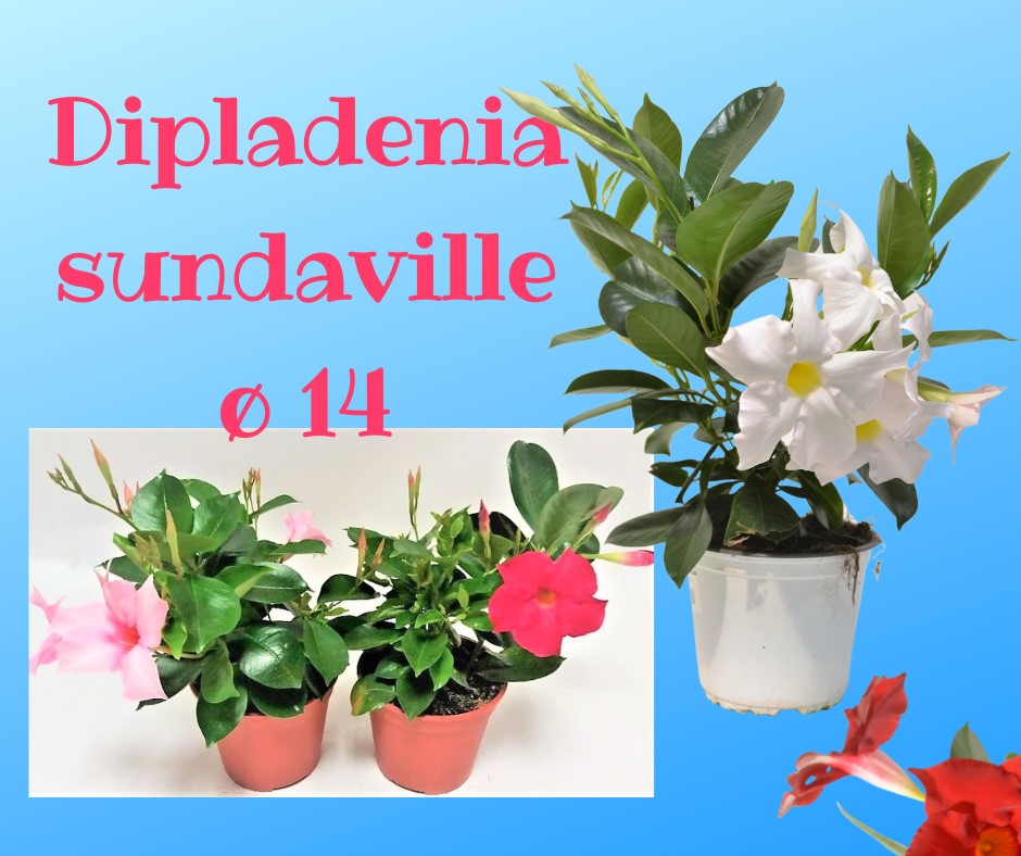 Dipladenia sundaville