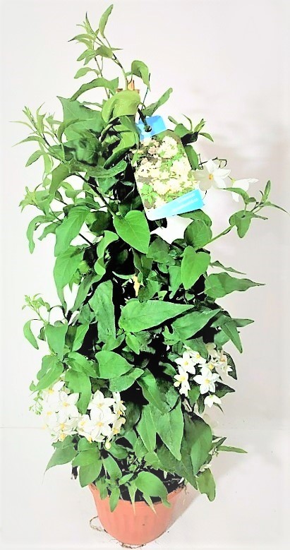 Solanum jasminoides pyramide