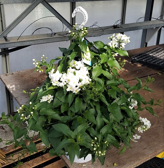 Solanum jasminoides suspension