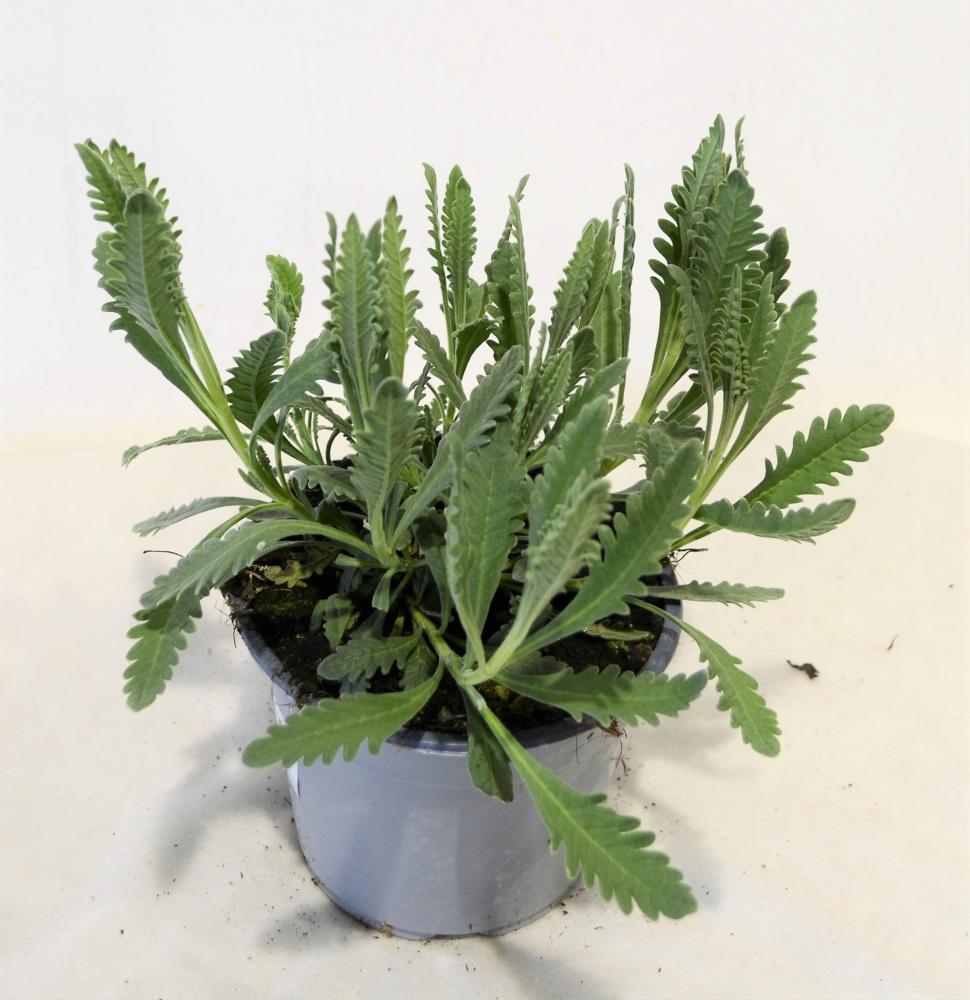 Lavande dentata