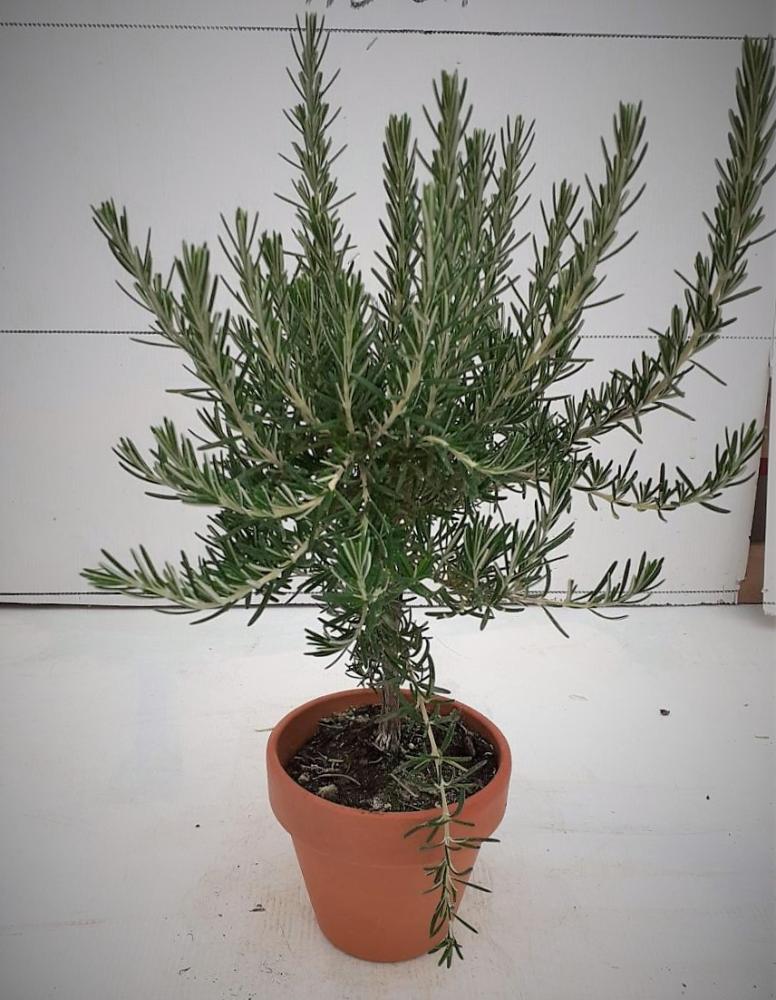 Romarin rampant tige