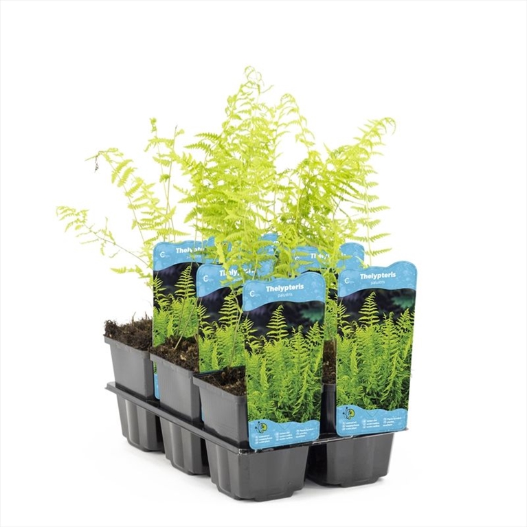 Thelypteris