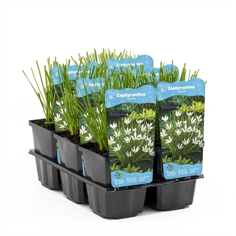 Zephyranthes