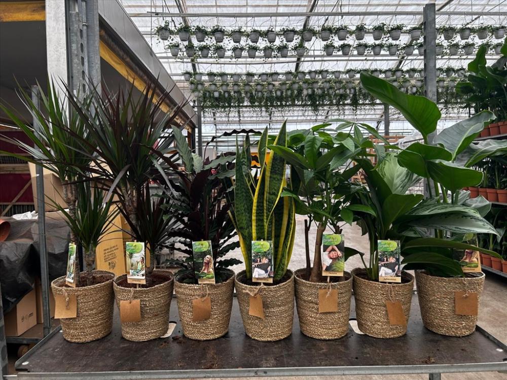 Plantes mix