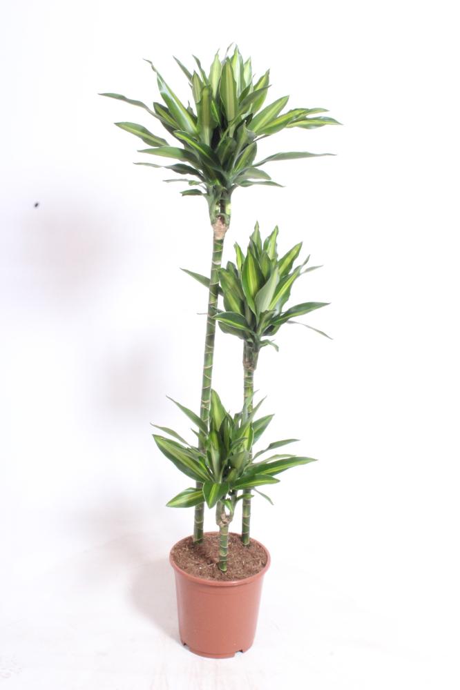 Dracaena
