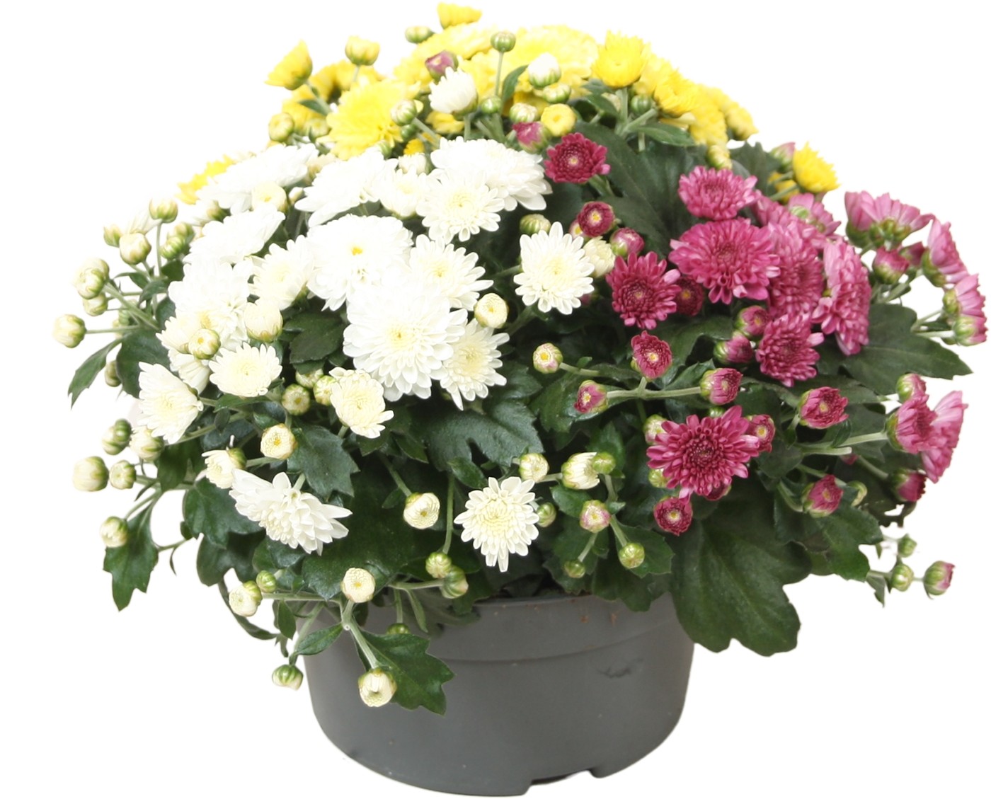 Chrysanthemum