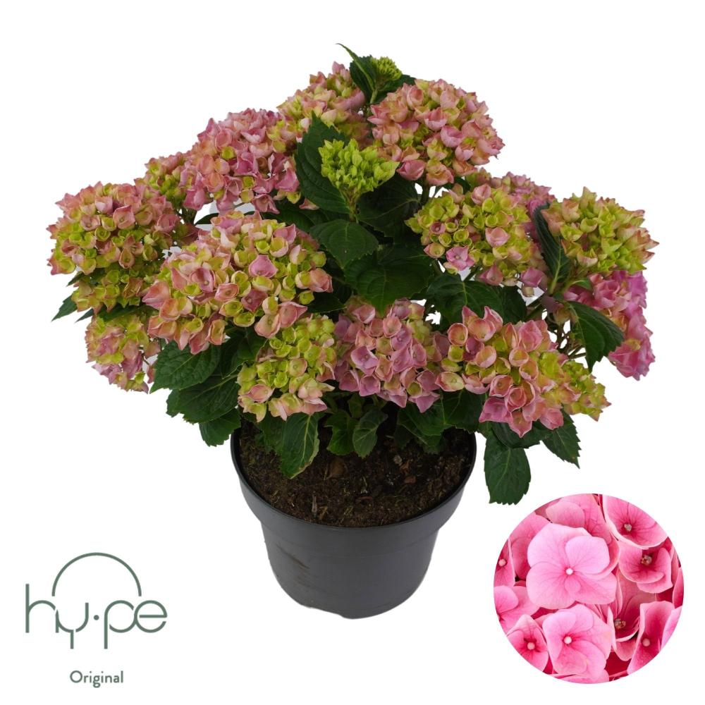 hydrangea
