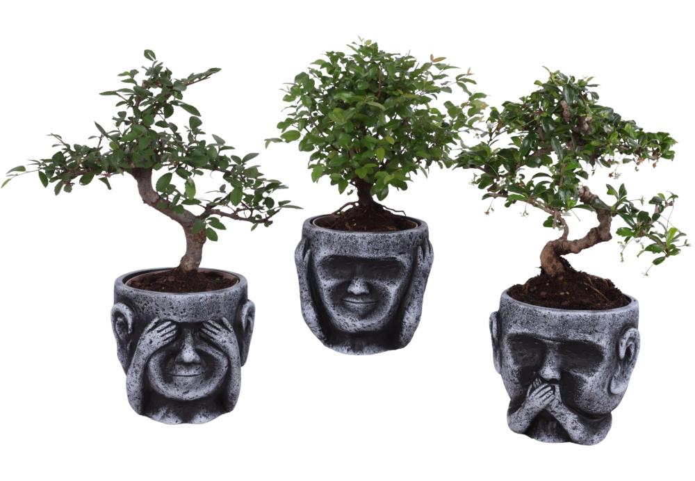 Bonsai