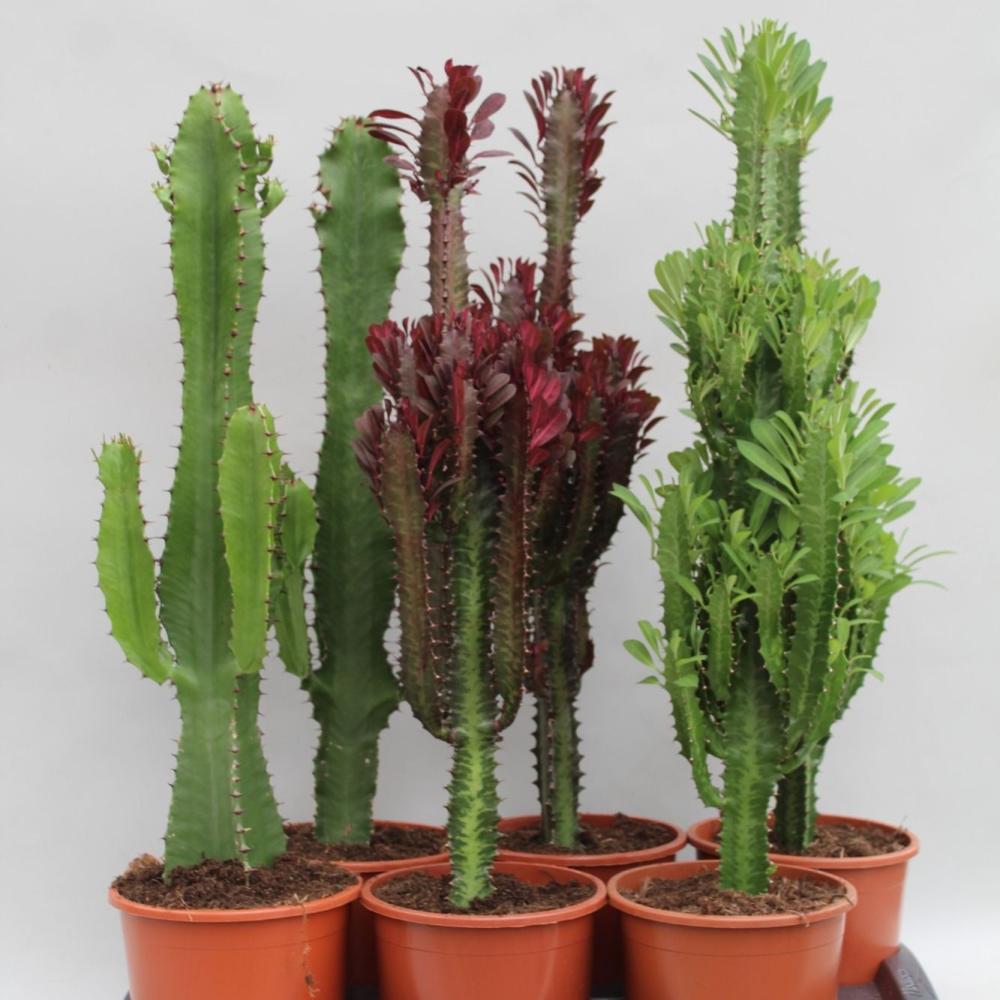Euphorbia