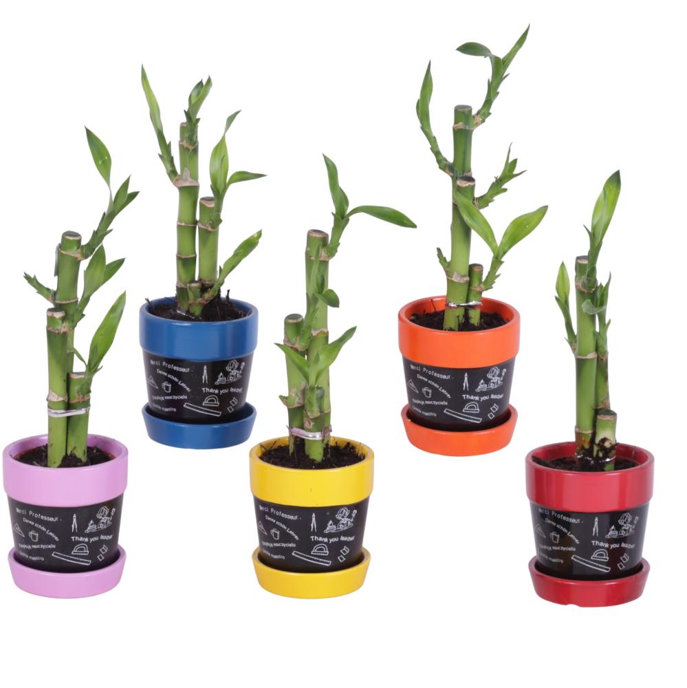 lucky bamboo