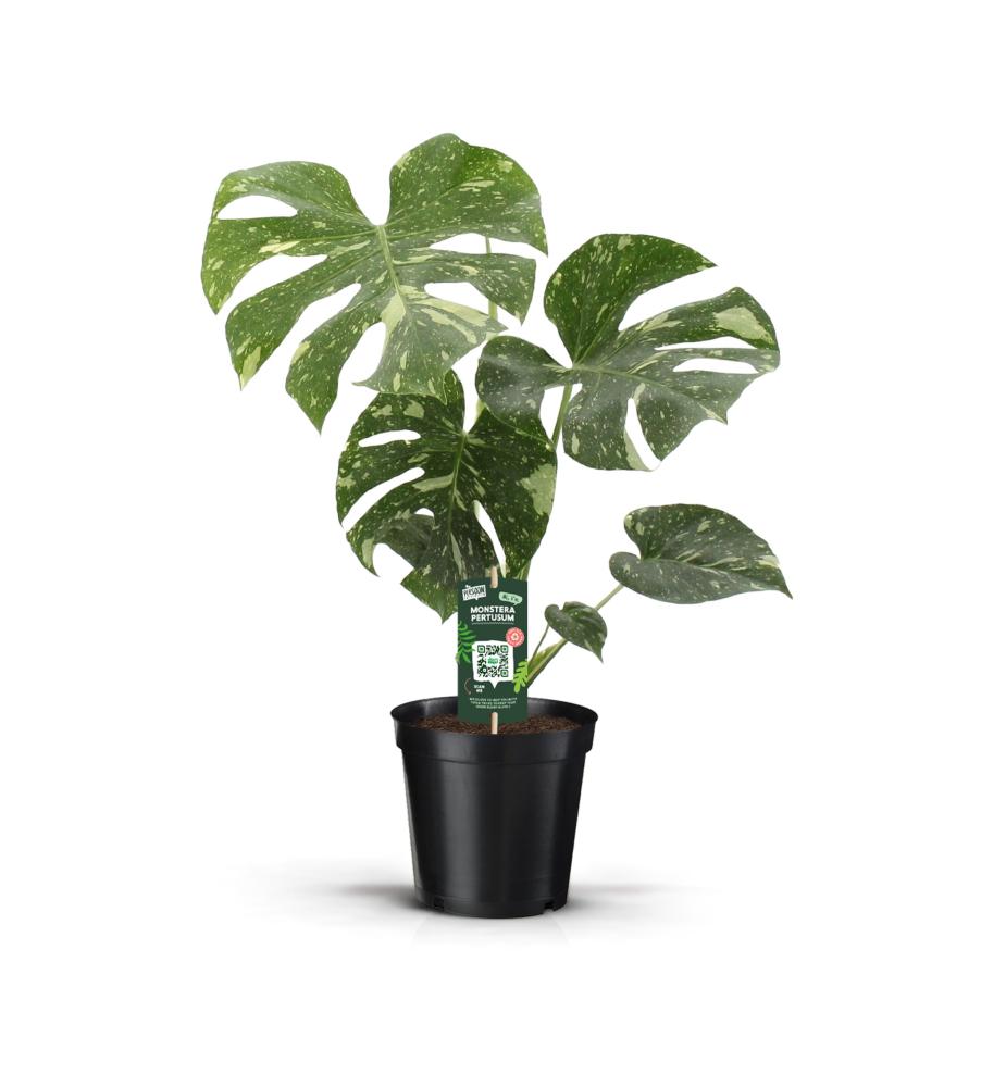 Monstera