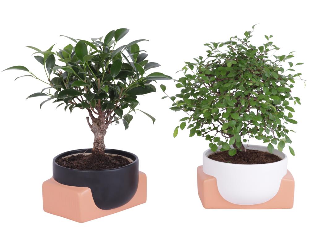 bonsai