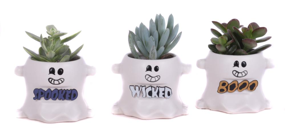 succulentes