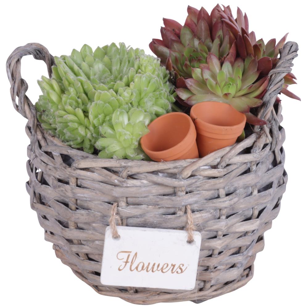 sempervivum
