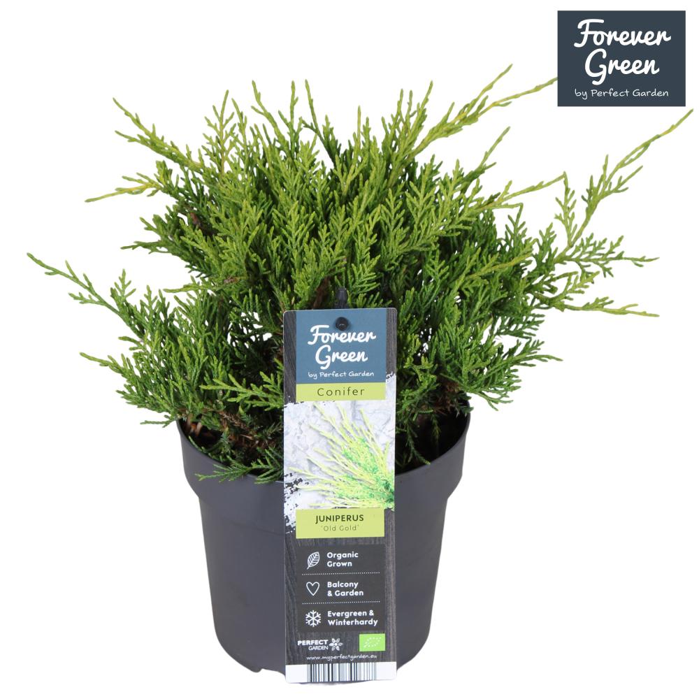 juniperus