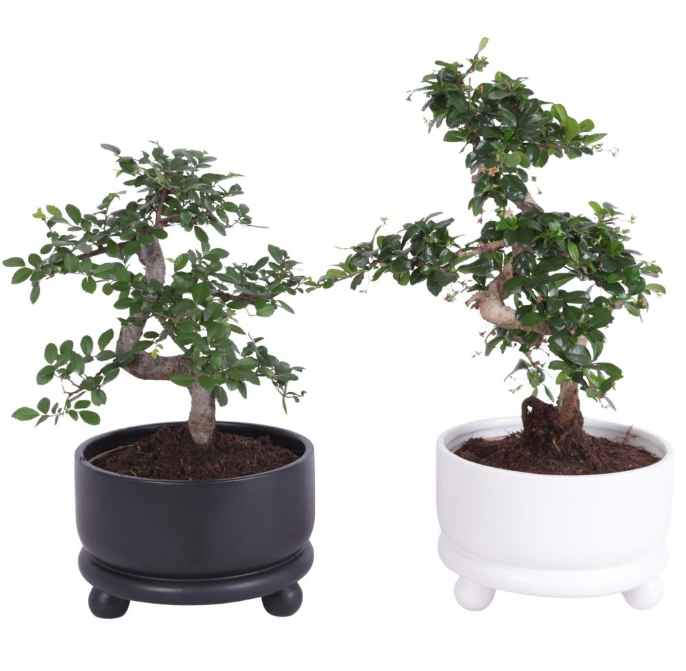 Bonsai