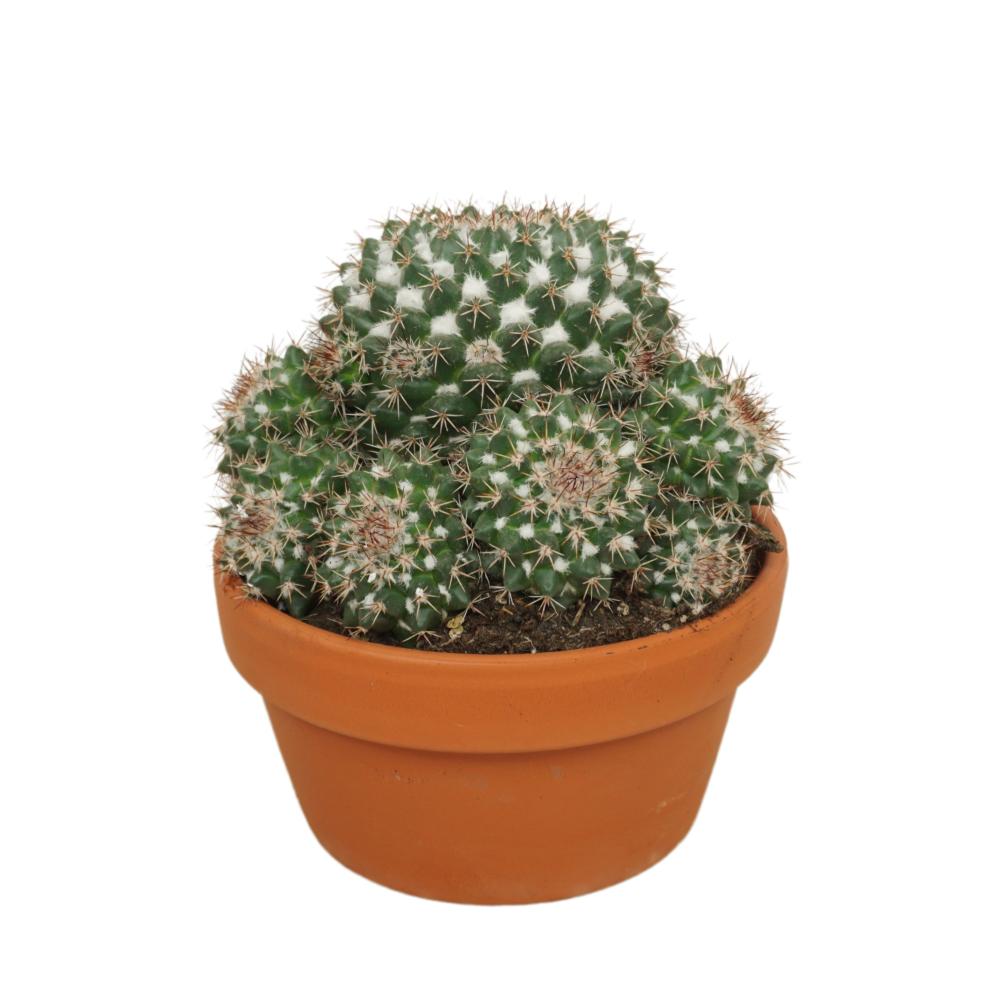 Mammillaria
