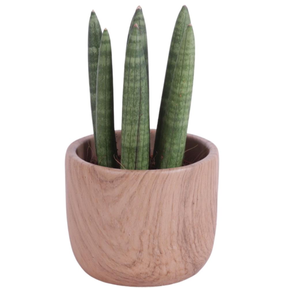 sansevieria