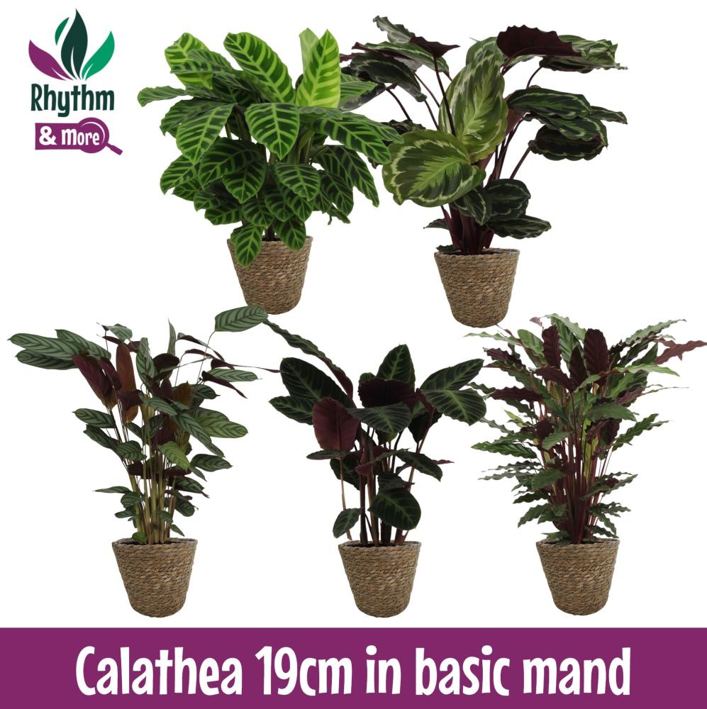 calathea