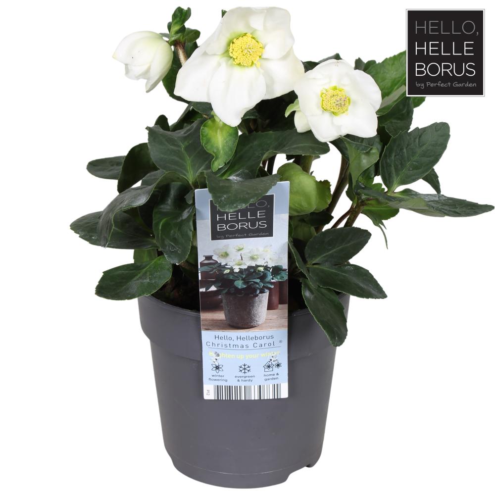 Helleborus