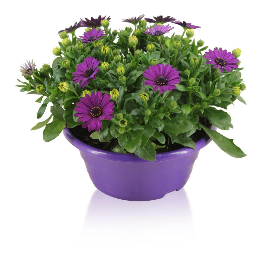 osteospermum