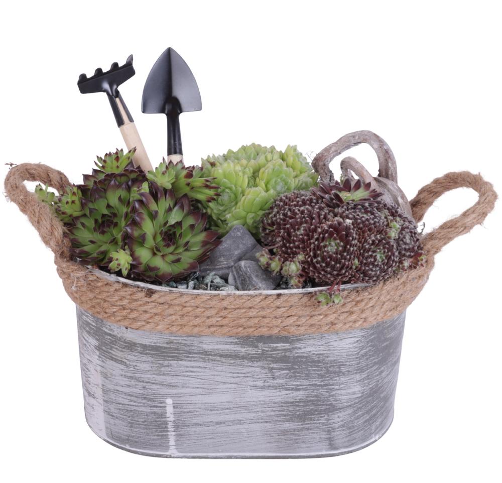 sempervivum