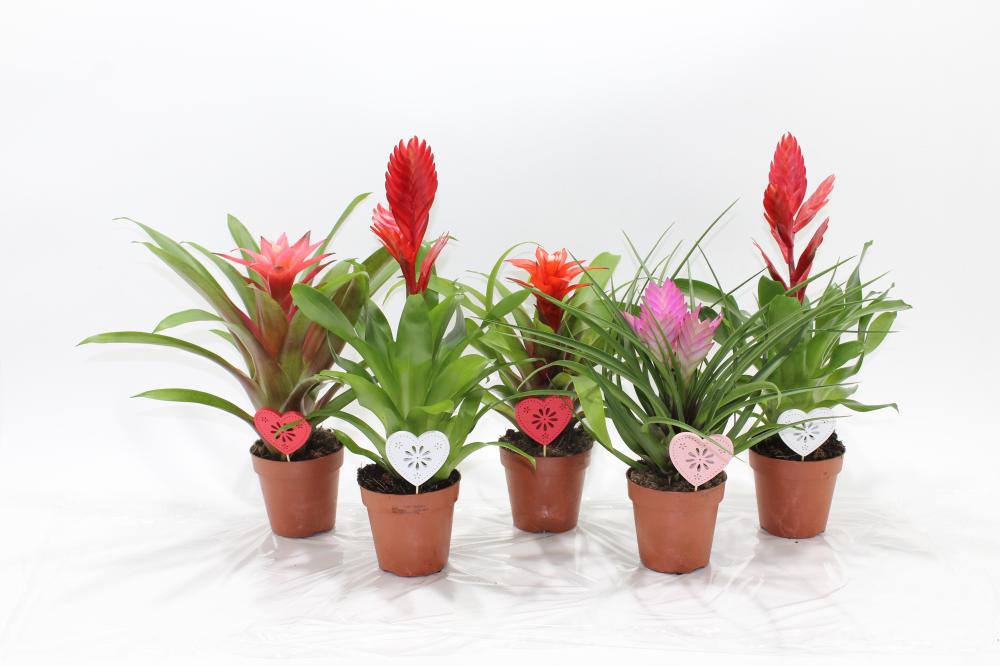 Bromeliacea mix