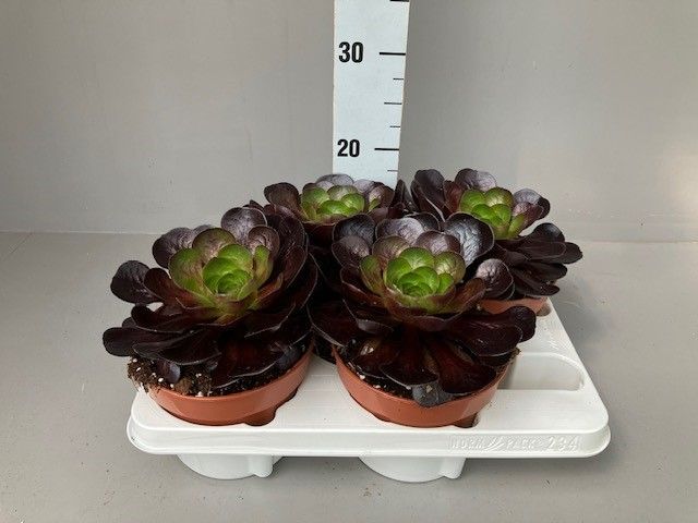Xsemponium
