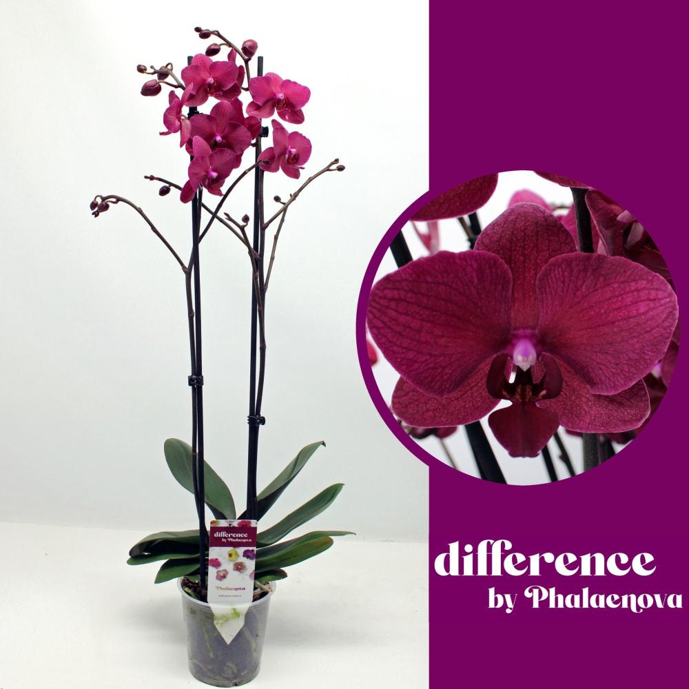 Phalaenopsis