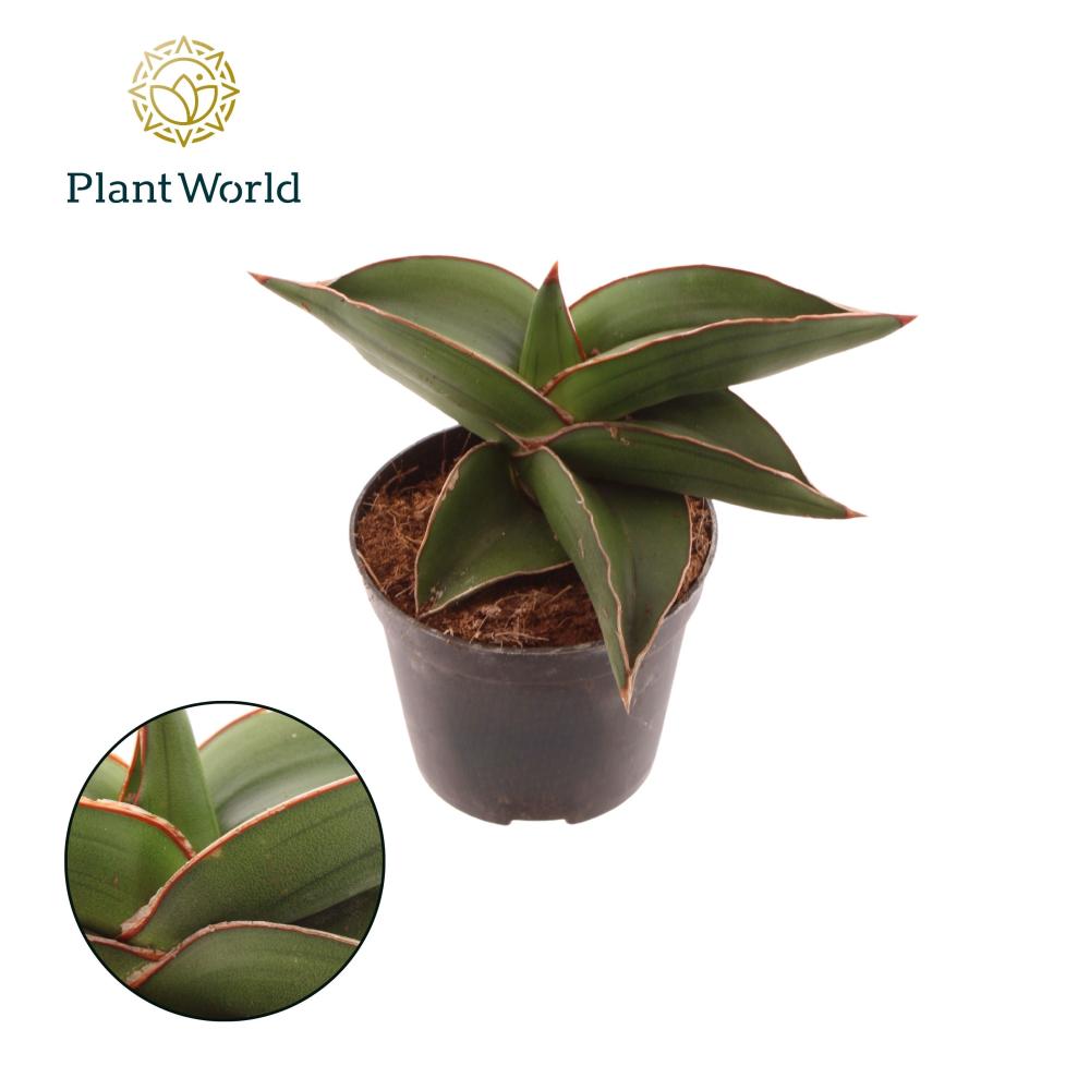 Sansevieria